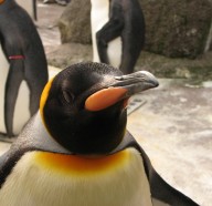 Edinburgh Zoo - Penguin