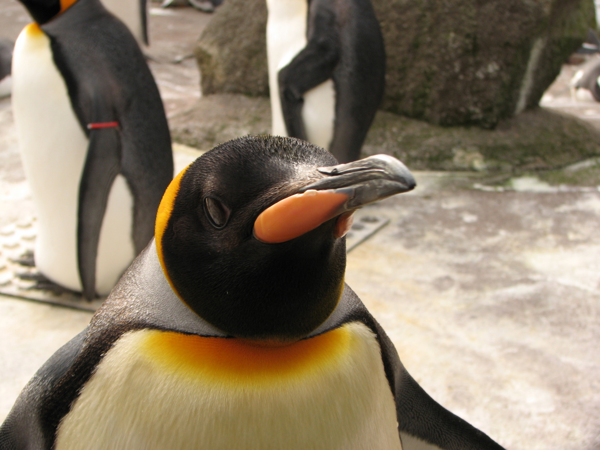 Edinburgh Zoo - Penguin - BGDM